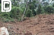 Polícia Militar de Meio Ambiente prende autor de desmatamento