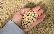 Epamig inicia venda de sementes para plantio de mudas de café